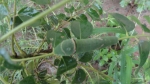 common mormon caterpillar