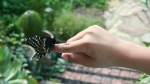 fun with butterflies