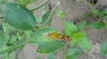 moulted skin of Caterpillar