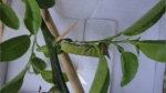 lime butterfly caterpillar